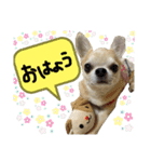 ちわわのとらくん 5（個別スタンプ：3）