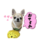 ちわわのとらくん 5（個別スタンプ：4）