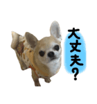 ちわわのとらくん 5（個別スタンプ：11）