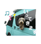 ビアデッドコリーのスタンプ（個別スタンプ：9）