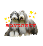 ビアデッドコリーのスタンプ（個別スタンプ：11）
