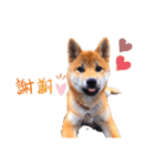 柴犬きな子（個別スタンプ：1）
