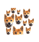 柴犬きな子（個別スタンプ：2）