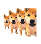 柴犬きな子（個別スタンプ：3）