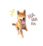 柴犬きな子（個別スタンプ：4）