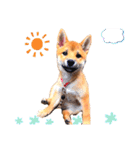 柴犬きな子（個別スタンプ：5）