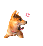 柴犬きな子（個別スタンプ：7）