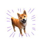 柴犬きな子（個別スタンプ：8）