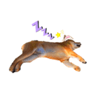柴犬きな子（個別スタンプ：9）