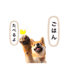 柴犬きな子（個別スタンプ：10）