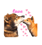 柴犬きな子（個別スタンプ：11）