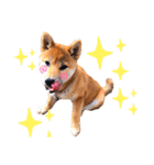 柴犬きな子（個別スタンプ：16）