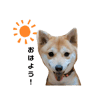 柴犬 すたんぷ（個別スタンプ：1）