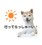 柴犬 すたんぷ（個別スタンプ：3）