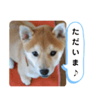 柴犬 すたんぷ（個別スタンプ：4）