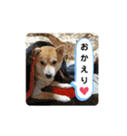 柴犬 すたんぷ（個別スタンプ：5）