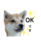 柴犬 すたんぷ（個別スタンプ：6）