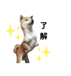 柴犬 すたんぷ（個別スタンプ：7）