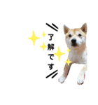 柴犬 すたんぷ（個別スタンプ：8）