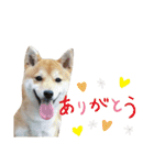 柴犬 すたんぷ（個別スタンプ：9）