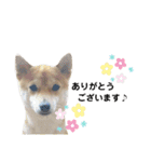 柴犬 すたんぷ（個別スタンプ：10）