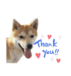 柴犬 すたんぷ（個別スタンプ：11）