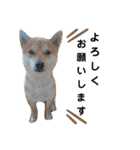 柴犬 すたんぷ（個別スタンプ：13）