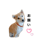 柴犬 すたんぷ（個別スタンプ：14）