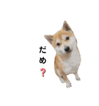 柴犬 すたんぷ（個別スタンプ：15）
