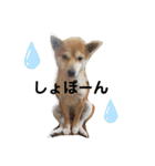 柴犬 すたんぷ（個別スタンプ：16）