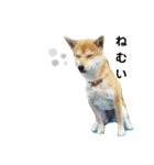 柴犬 すたんぷ（個別スタンプ：17）