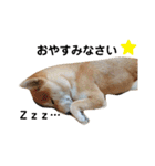 柴犬 すたんぷ（個別スタンプ：18）