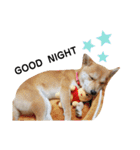 柴犬 すたんぷ（個別スタンプ：19）