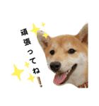 柴犬 すたんぷ（個別スタンプ：21）