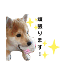 柴犬 すたんぷ（個別スタンプ：22）