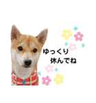 柴犬 すたんぷ（個別スタンプ：23）