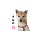 柴犬 すたんぷ（個別スタンプ：24）