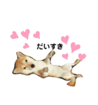 柴犬 すたんぷ（個別スタンプ：25）