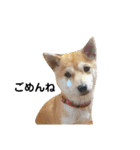 柴犬 すたんぷ（個別スタンプ：26）