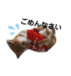 柴犬 すたんぷ（個別スタンプ：27）