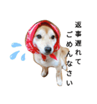 柴犬 すたんぷ（個別スタンプ：28）