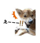 柴犬 すたんぷ（個別スタンプ：29）
