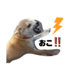 柴犬 すたんぷ（個別スタンプ：30）