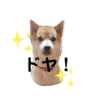 柴犬 すたんぷ（個別スタンプ：31）