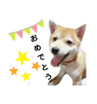 柴犬 すたんぷ（個別スタンプ：32）