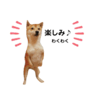 柴犬 すたんぷ（個別スタンプ：33）