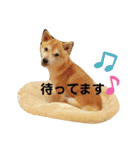 柴犬 すたんぷ（個別スタンプ：34）