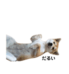 柴犬 すたんぷ（個別スタンプ：35）
