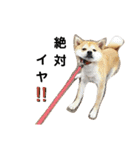 柴犬 すたんぷ（個別スタンプ：36）