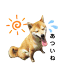 柴犬 すたんぷ（個別スタンプ：37）